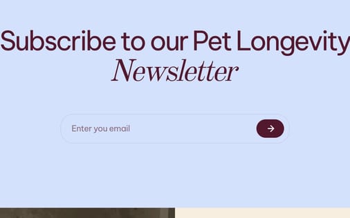 Newsletter section preview