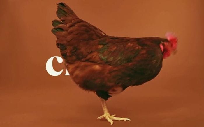 Creech website preview