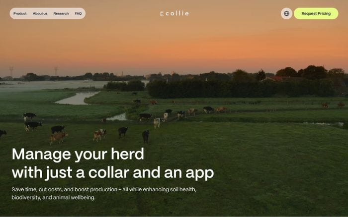 Collie website preview