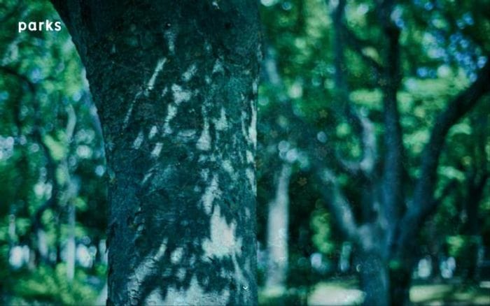Park-s website preview
