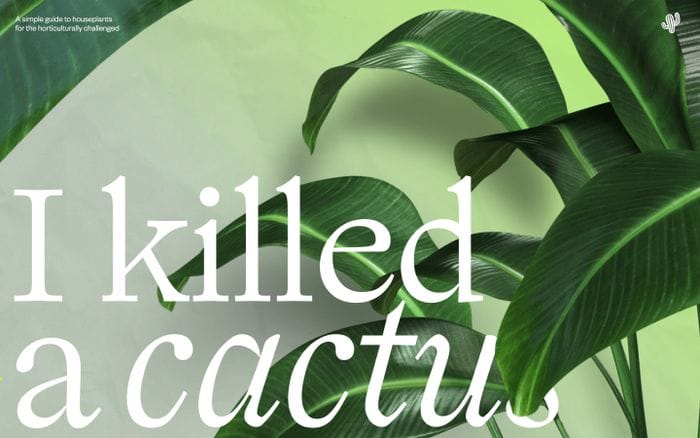 I Killed A Cactus website preview