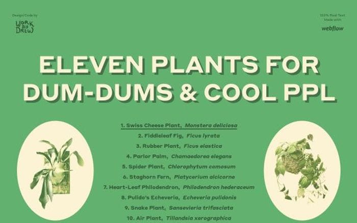 Elevenplantsfordumdums website preview