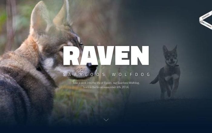 Wolfdog-raven website preview