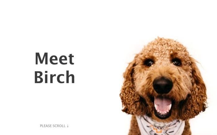Doggoforhire website preview